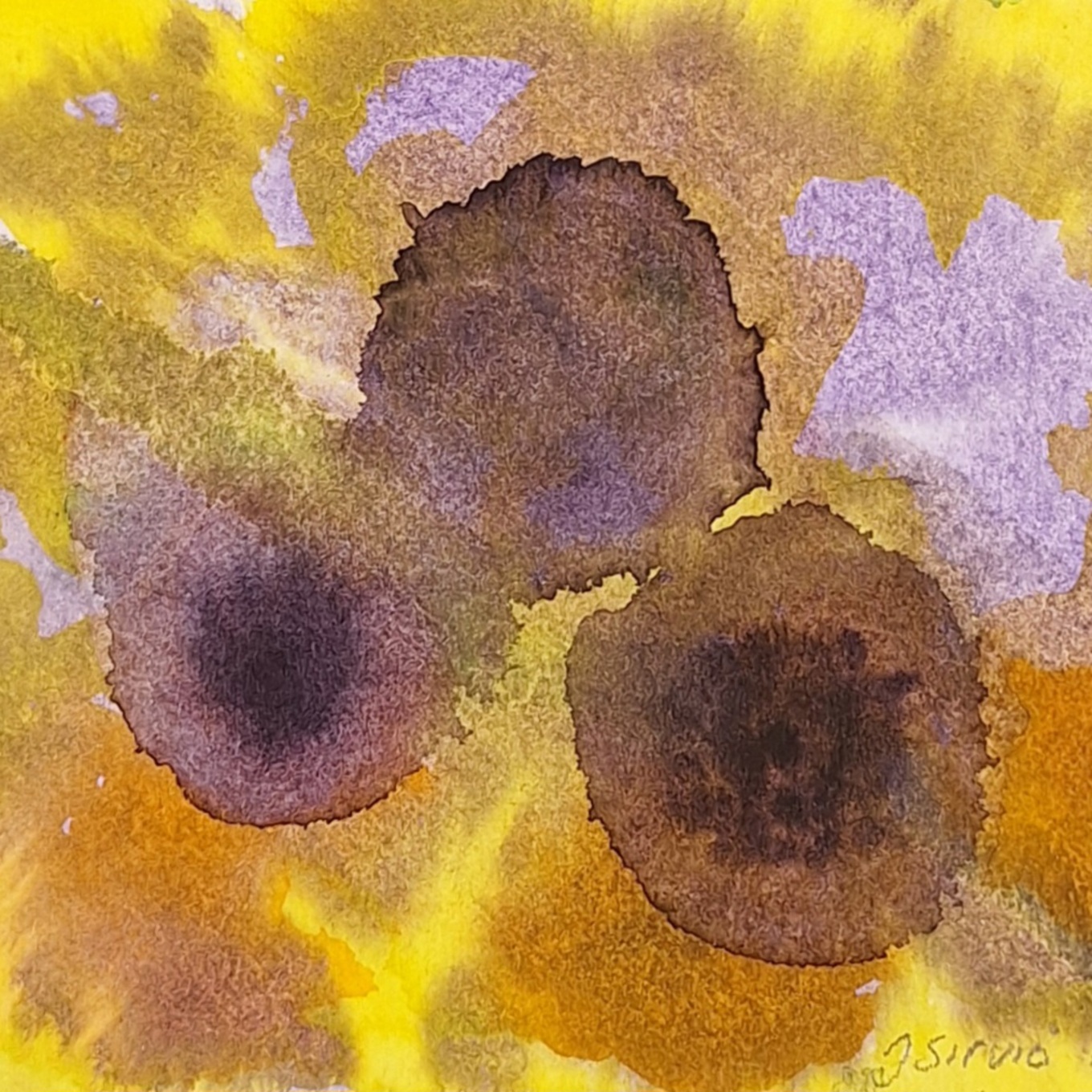 Viikunoita, 14 x 15cm, akvarelli.