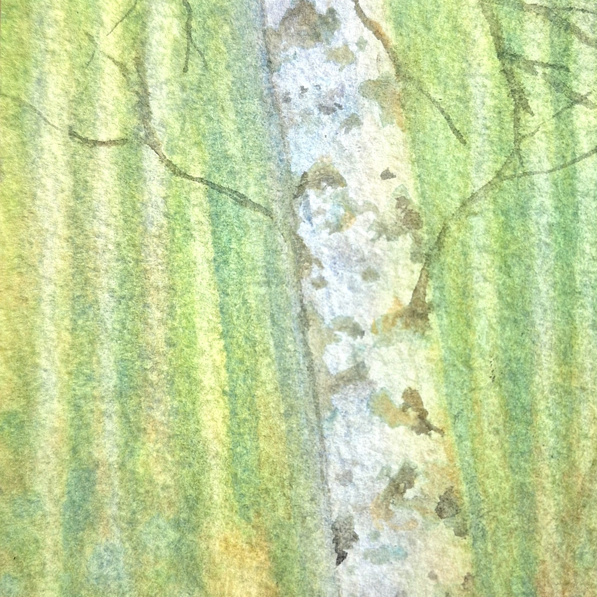 Yksityiskohta, kevät, 15 x 9 cm, akvarelli.